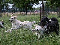 Puppys van Bliss040622-0120